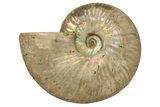 Silver Iridescent Ammonite (Cleoniceras) Fossil - Madagascar #317490-1